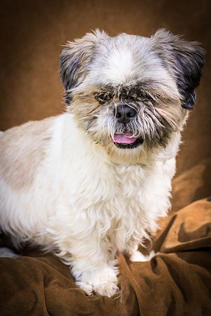 Foster Queenie-8385