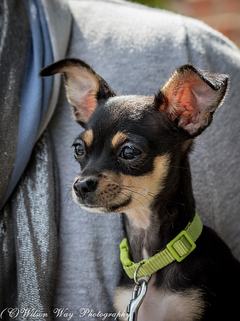 Foster Dandelion-9076