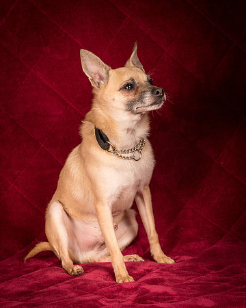 Foster Kiwi-8288