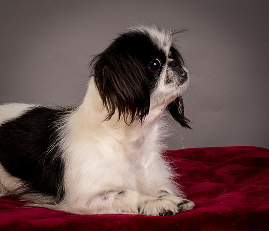 Foster Gypsy Rose-7755