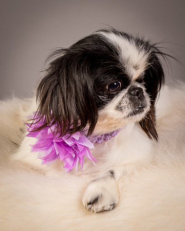 Foster Gypsy Rose-7970