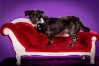 Foster Phoenix-5076