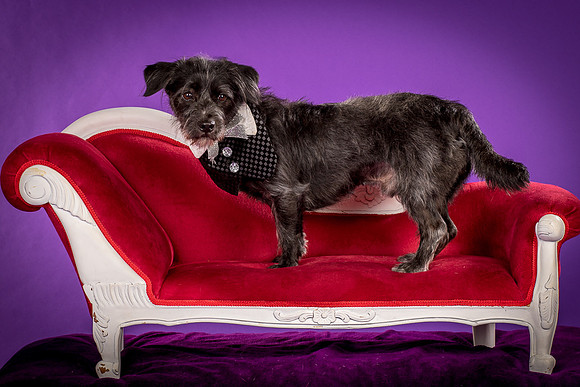 Foster Phoenix-5076