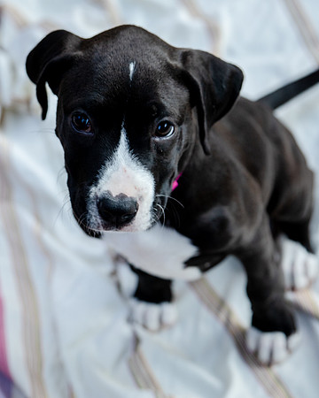 Foster Lola-9862