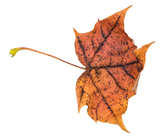 Leaf_50