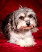 Foster Alex-6187