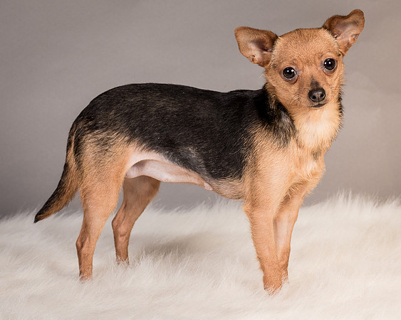 Foster Pixie-3451