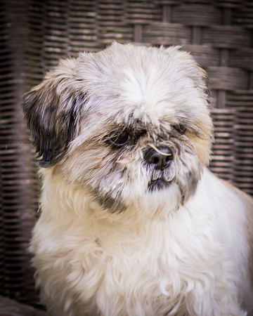 Foster Queenie-8327