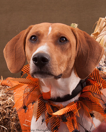 Foster Frankie-7395