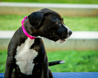 Foster Lola-9885