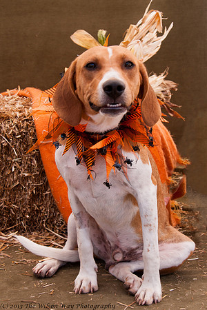 Foster Frankie-7405
