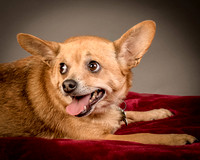 Foster Dobby-8210