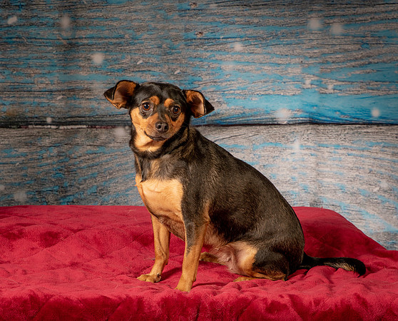 Foster Jolie-7167
