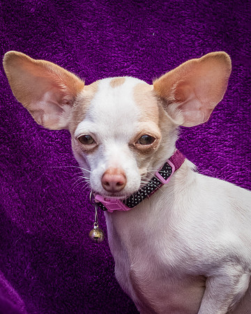 Foster Mrs C-8089
