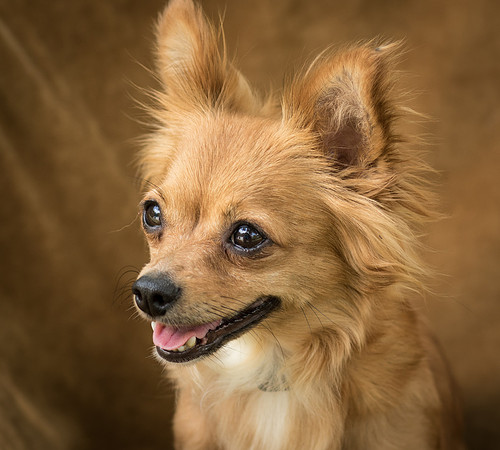 Foster Dolly-7756