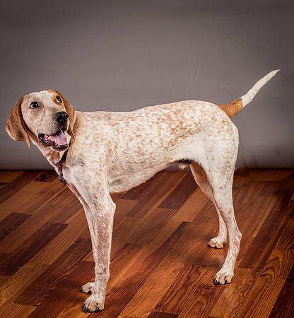 Foster Memphis-3142