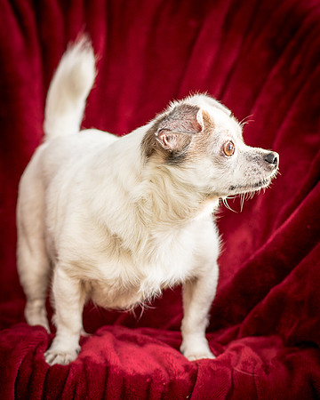 Foster Petey-9408