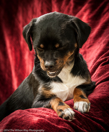 Foster Opal-2555