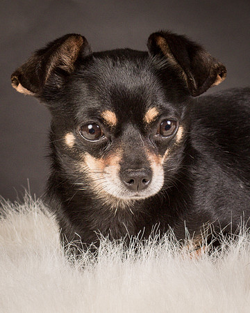 Foster Pansy-9380