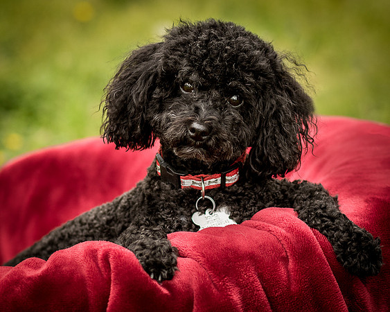 Foster Mindy-7476