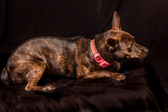 Foster Gretel-1130