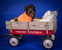 Foster Phoenix-6903