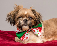 Foster Toffee-4619