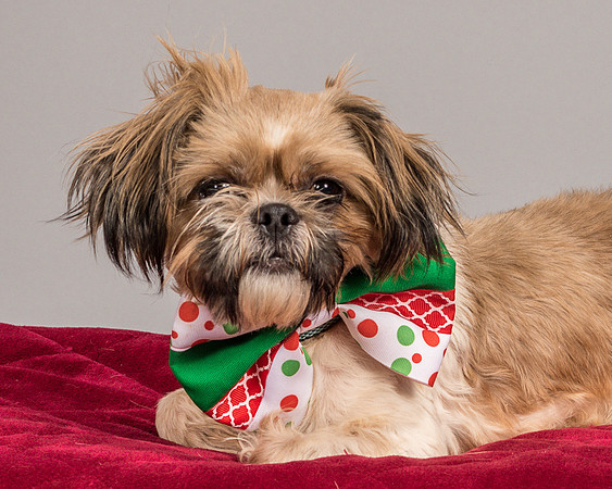 Foster Toffee-4619