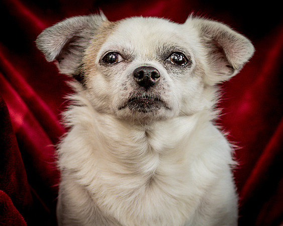 Foster Petey-0047