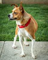 Foster Posie-9744