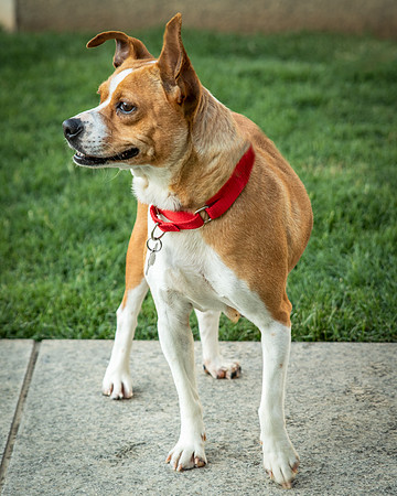 Foster Posie-9744