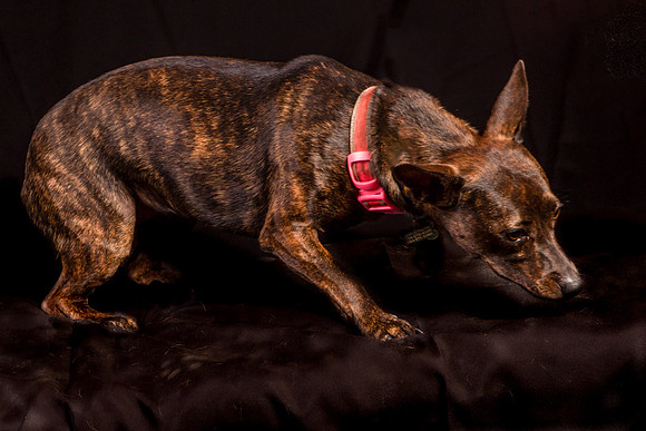 Foster Gretel-1123