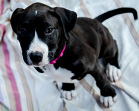 Foster Lola-9861