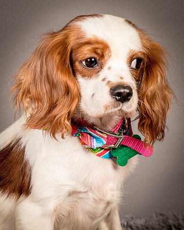 Foster josephina-3753