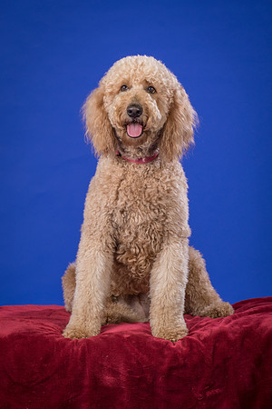 Scoggins-Belle-9794