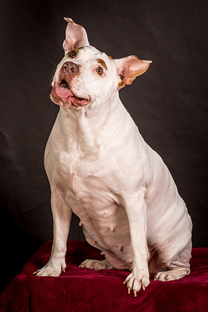 Foster Joanie-0499