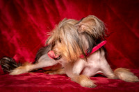 Foster Minerva-0744