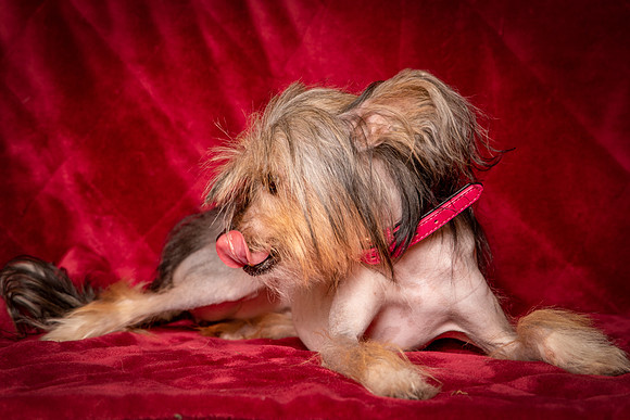 Foster Minerva-0744