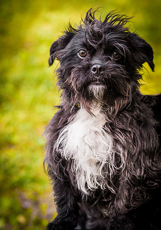Foster Lady Elaine-8530