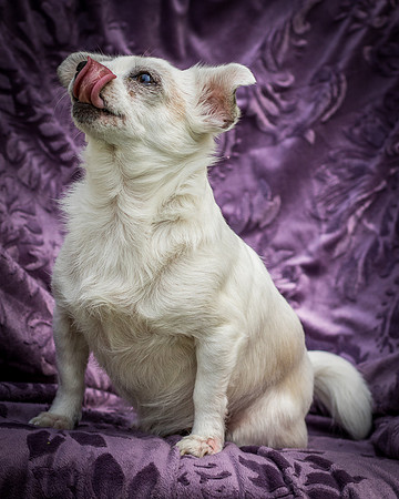 Foster Petey-8232