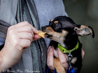 Foster Dandelion-8994