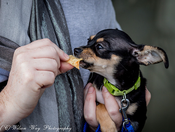 Foster Dandelion-8994