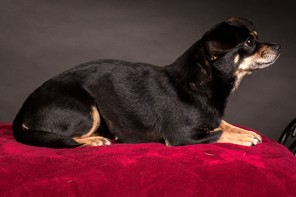 Foster Pansy-9550
