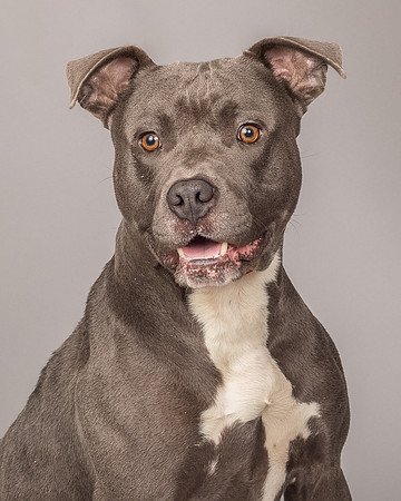 Foster Cobalt-2326