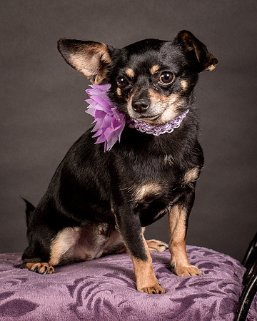 Foster Pansy-9228