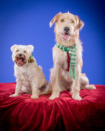 Partick-Newman & Sadie-2541