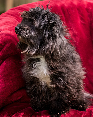 Foster Sammy-8379