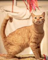 Darlington  Cats-8196