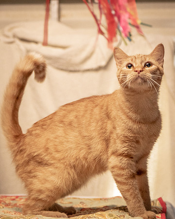 Darlington  Cats-8196