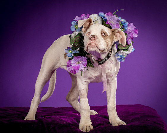 Foster Babette-1606